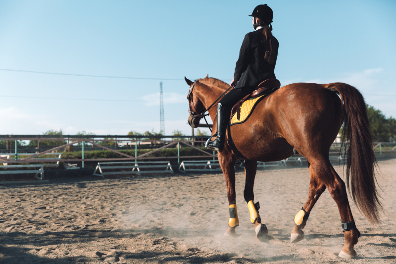 Race Horse Transportation Surrey, Kent, Sussex And UK Wide