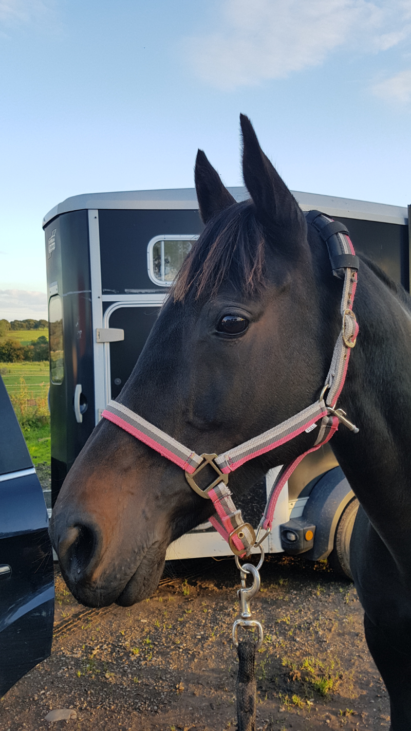 Horse Transportation Surrey, Kent, Sussex
