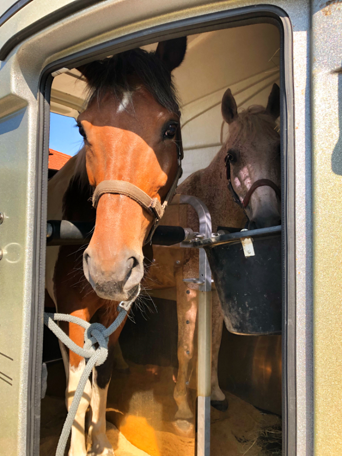 Equine Rescue Transport
